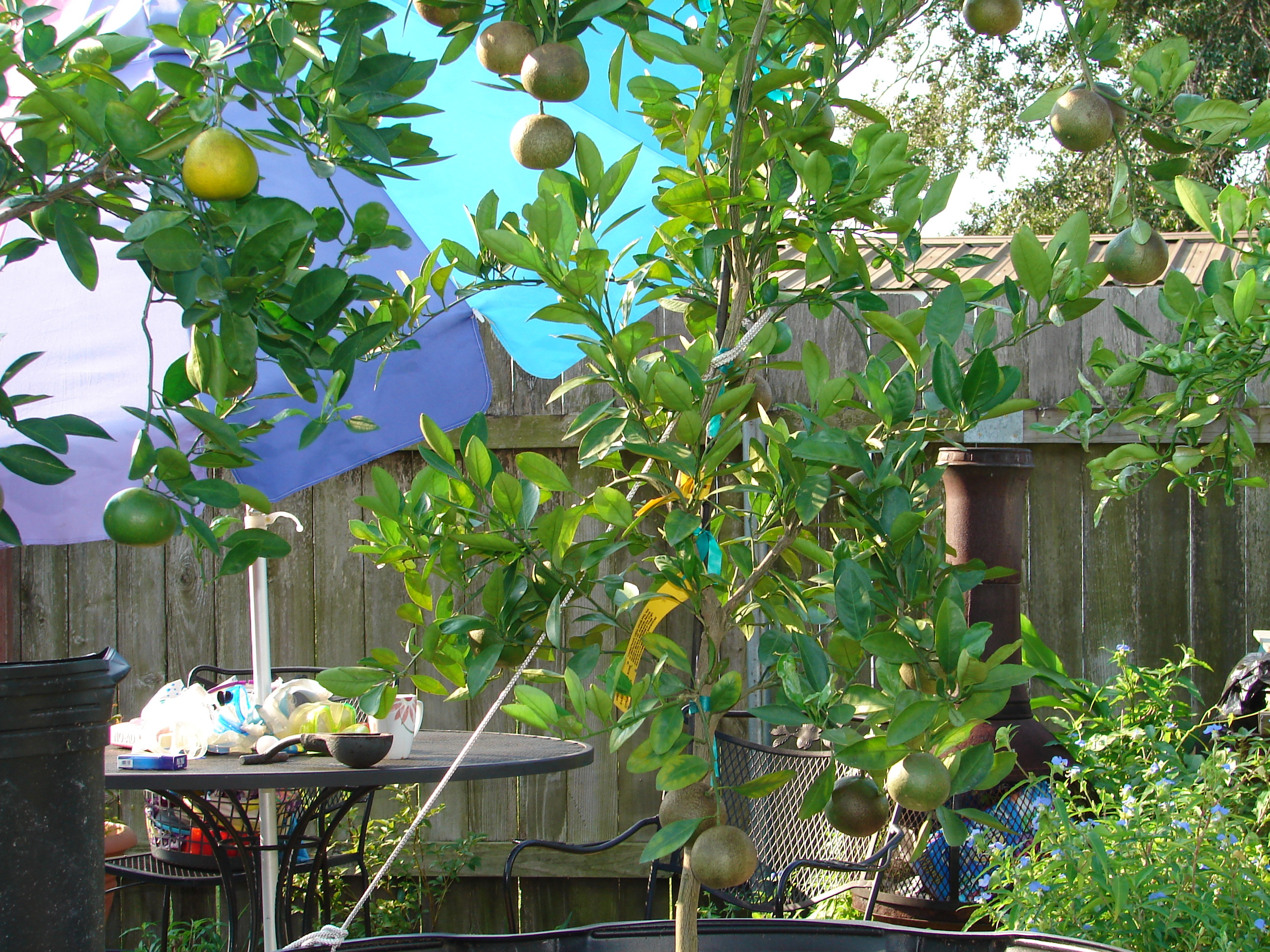 Satsuma Brown Select