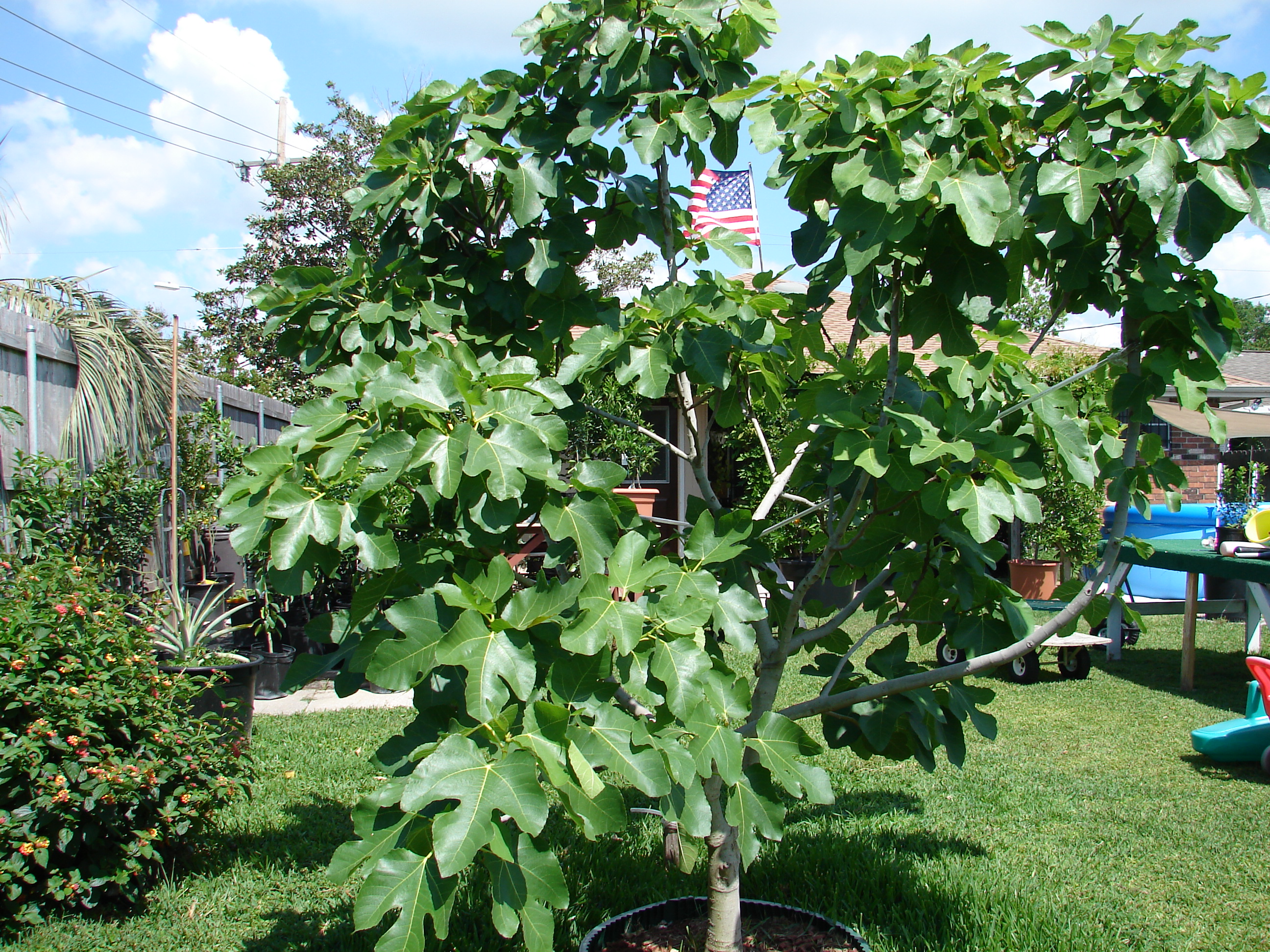 Brown+Turkey+Fig+Tree+Care Turkey Fig Tree Related Keywords & Suggestions - Brown Turkey Fig Tree ...
